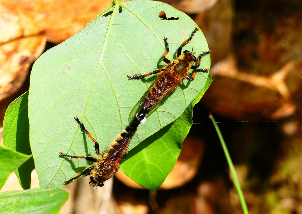 P4200540：シオヤアブの交尾_R