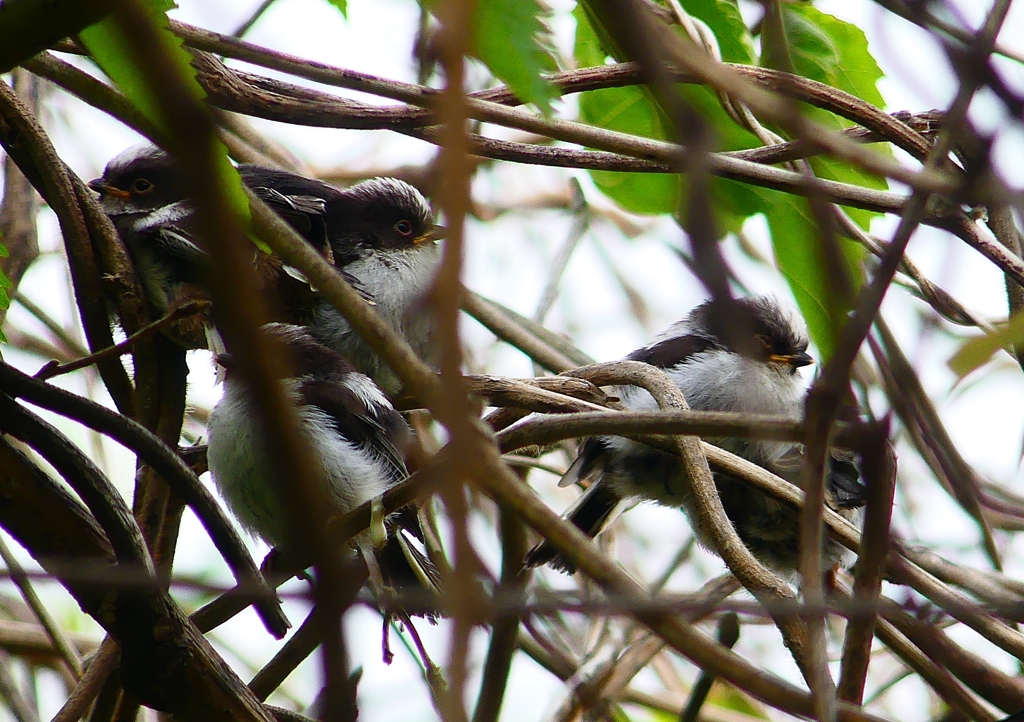 P1970690：エナガ_R