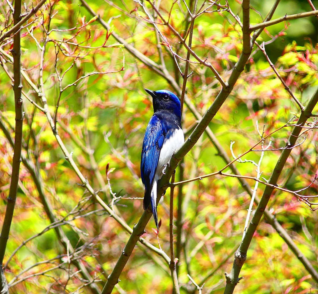 P3090563：オオルリ（オス）_R