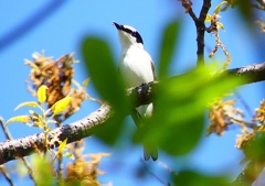 P1960068：サンショウクイ_R