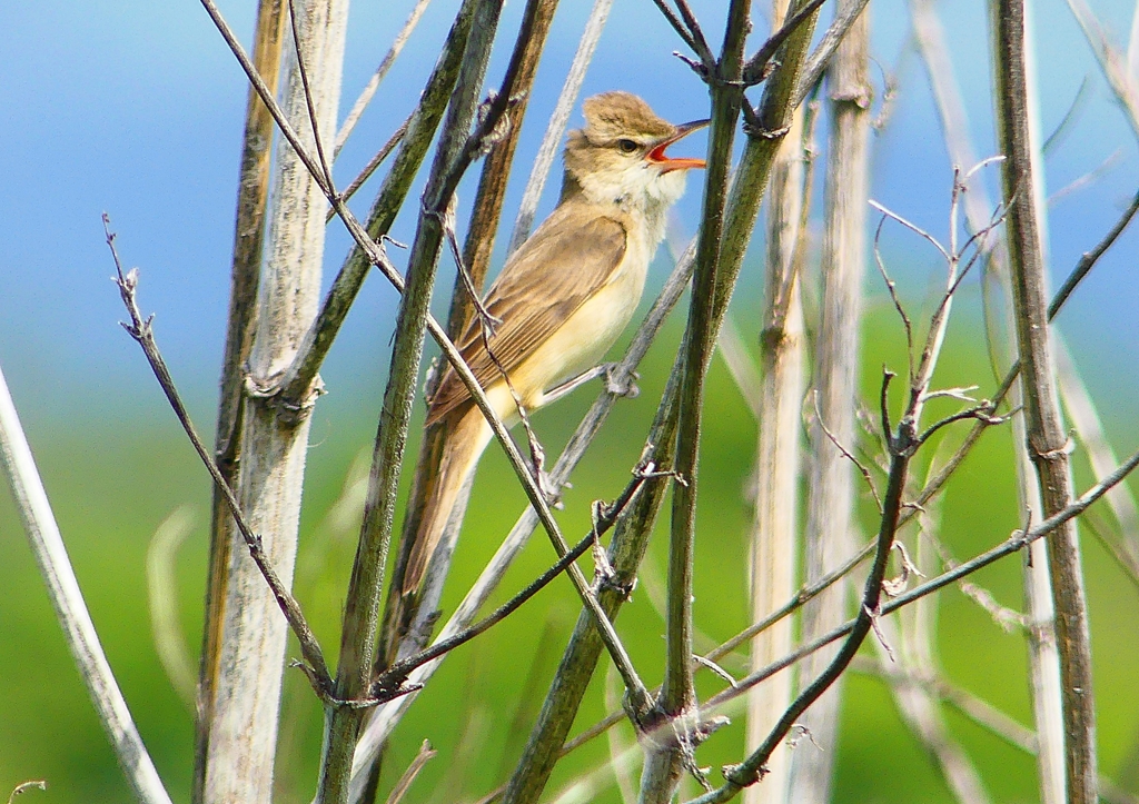 P2000451：オオヨシキリ_R