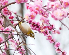 P3870314：ウメジロウ（メジロ）_R