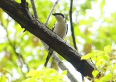 P1930871：サンショウクイ_R