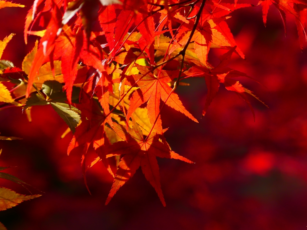 P1030480：永観堂＜京都の紅葉＞_R