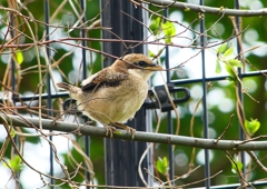 P1950077：モズ（幼鳥）_R