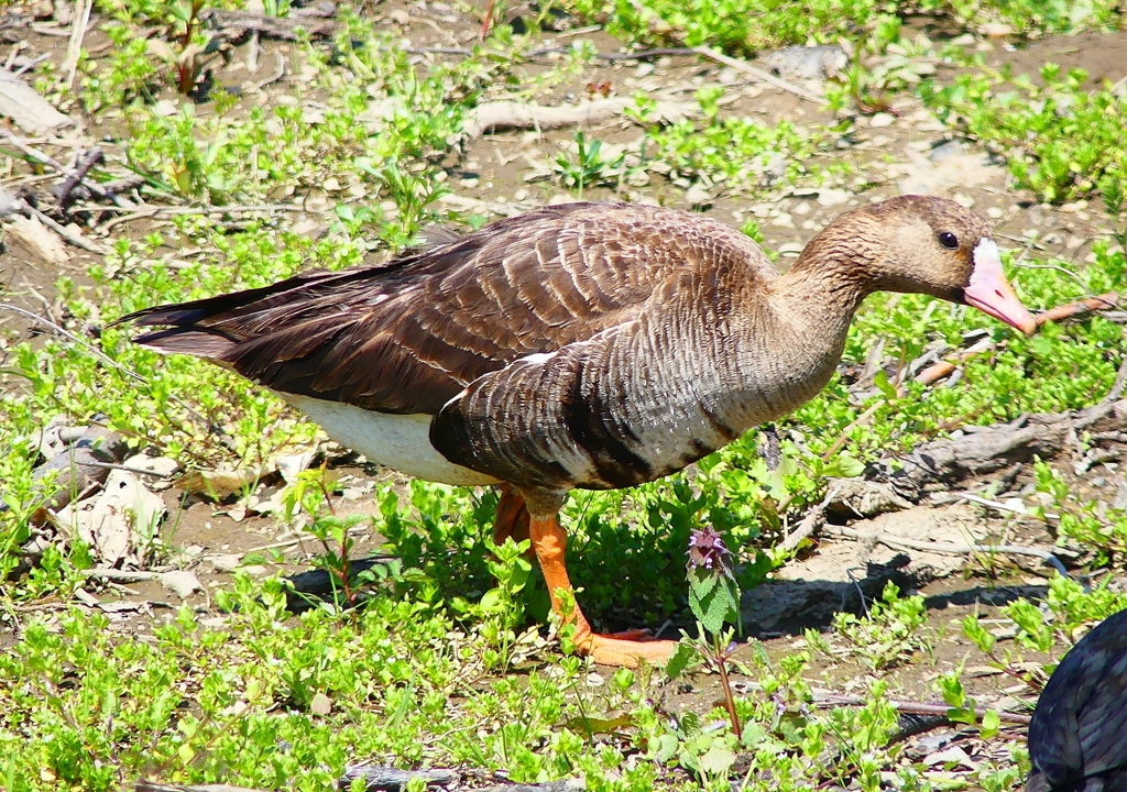 P4900110：マガン_R