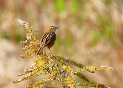 P4540576：セッカ_R