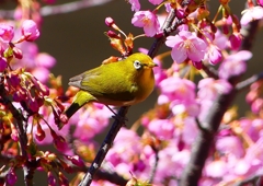 P1880121：河津桜にメジロ_R