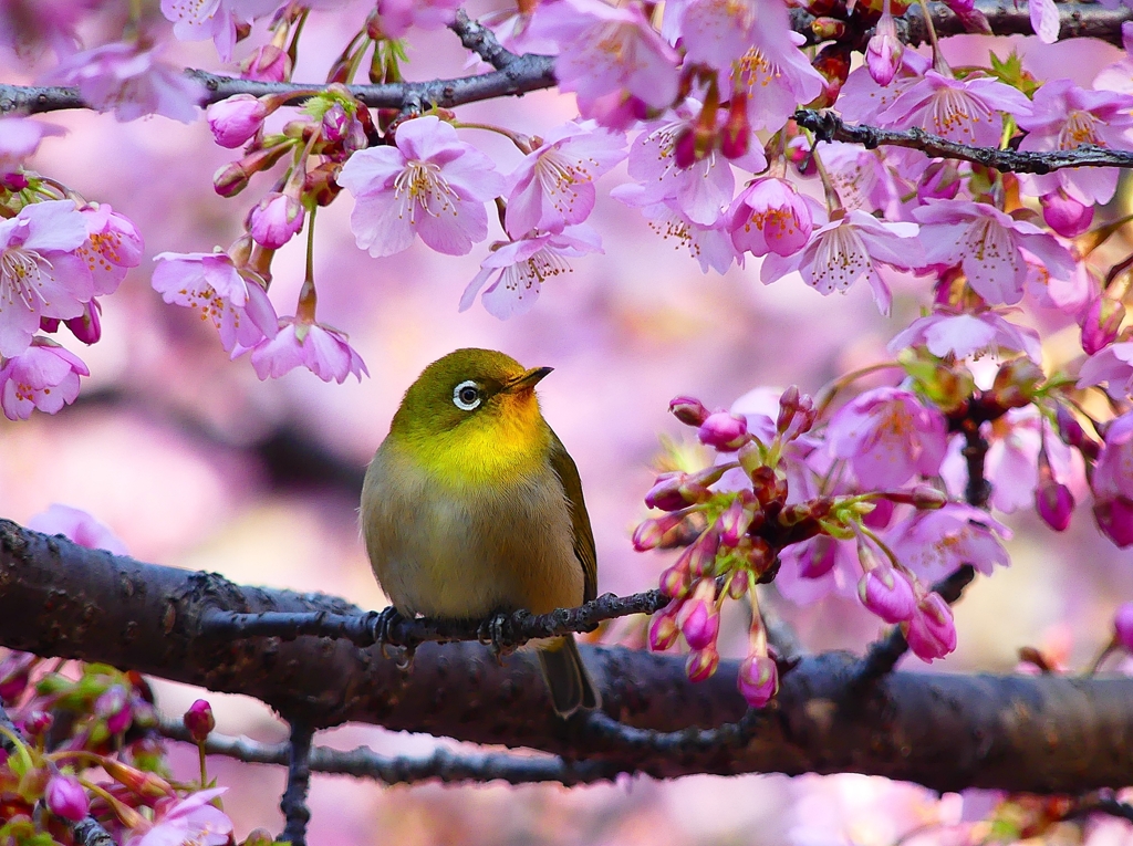 P4780026：メジロ＜河津桜＞_R