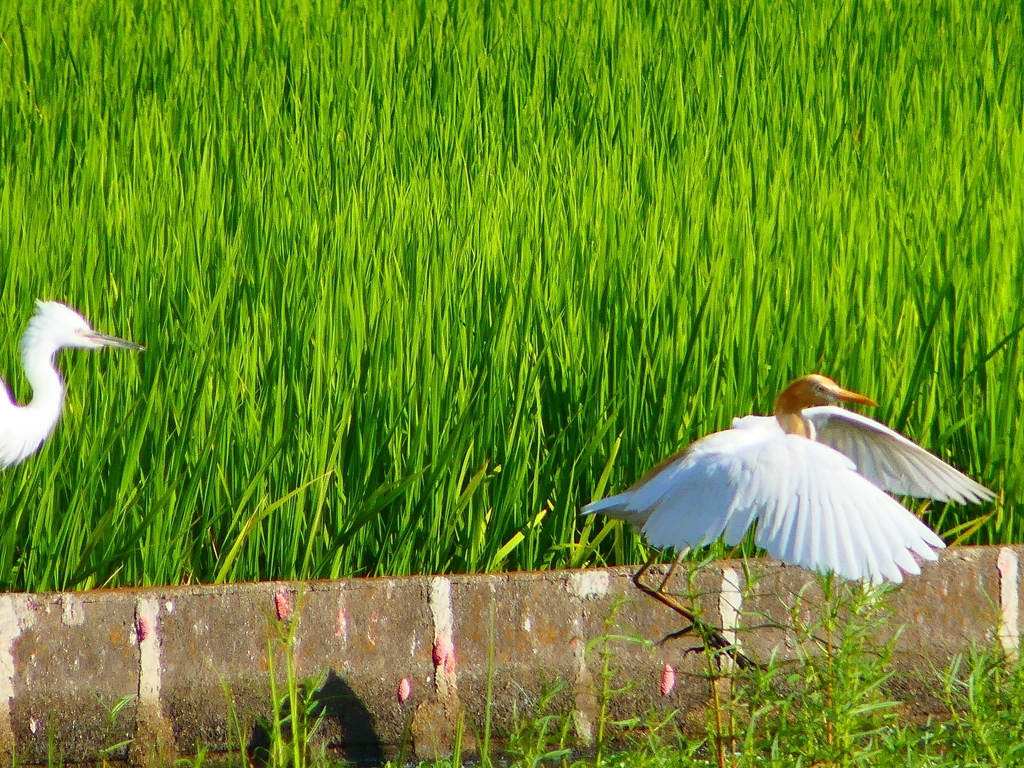 P1130049：アマサギ_R