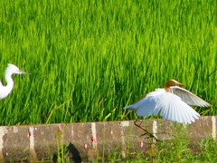 P1130049：アマサギ_R