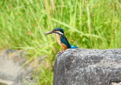 P1220717：カワセミ_R