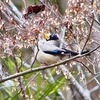 P4680021：イカル_R