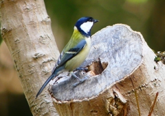 P1310565：シジュウカラ_R