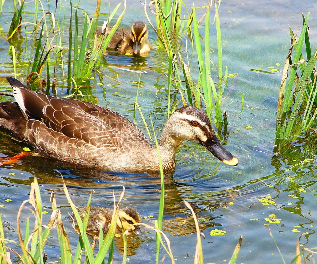 P1000590：カルガモ親子_R