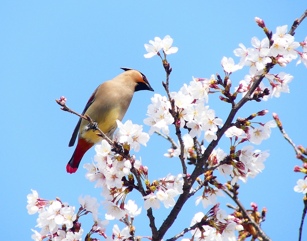 P3970206：桜にヒレンジャク_R