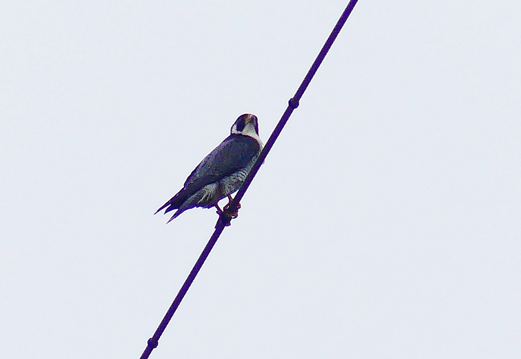 P4370493：ハヤブサ_R