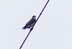 P4370493：ハヤブサ_R