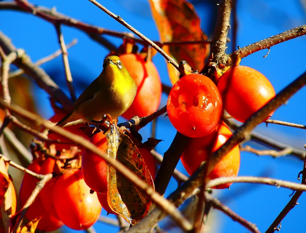 P4530580：メジロ_R