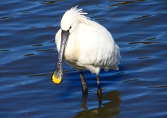 P1700482：ヘラサギ_R