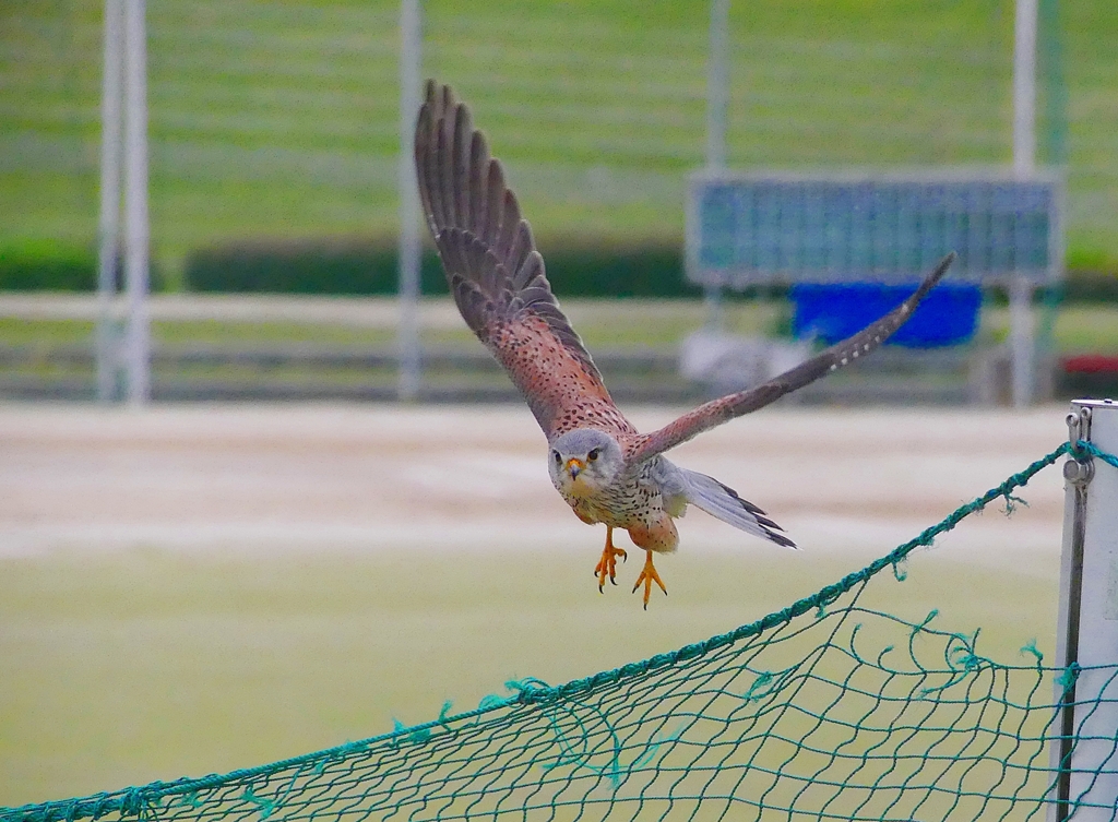 P4060039：飛ぶチョウゲンボウ_R