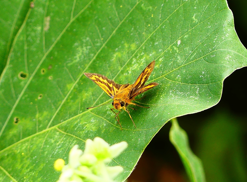 P4340559：キマダラセセリ_R