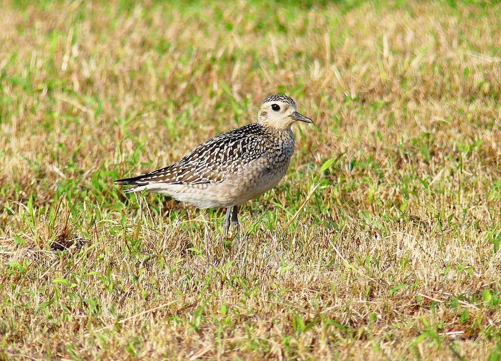 P4420388：ムナグロ_R