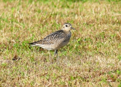 P4420388：ムナグロ_R