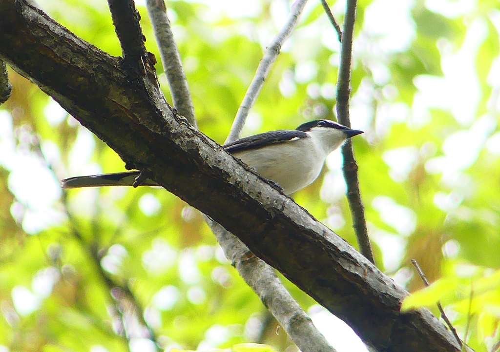P1930850：サンショウクイ_R