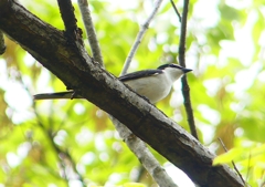 P1930850：サンショウクイ_R