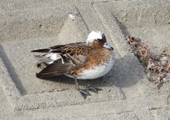P1580138：頭が白いヒドリガモ_R