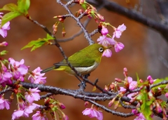 P4770352：メジロ＜河津桜＞_R