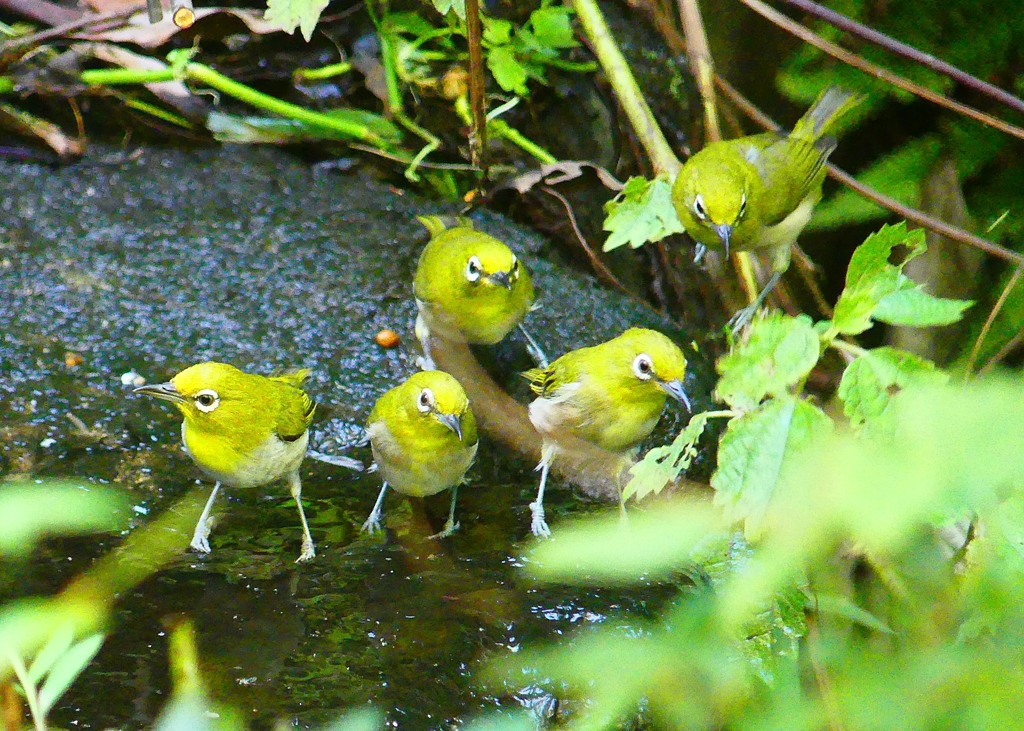 P4260677：メジロ_R