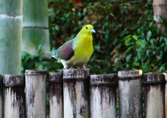 P4730603：アオバト（オス）_R
