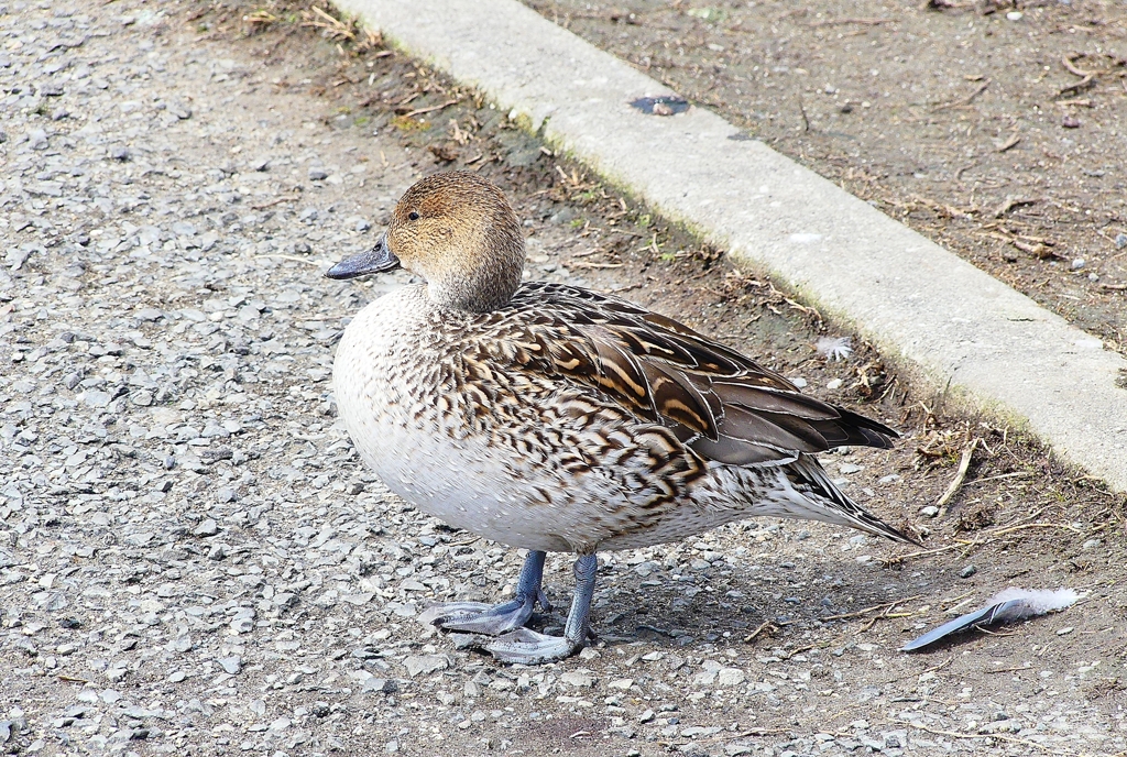 P4830310：オナガガモ（メス）_R