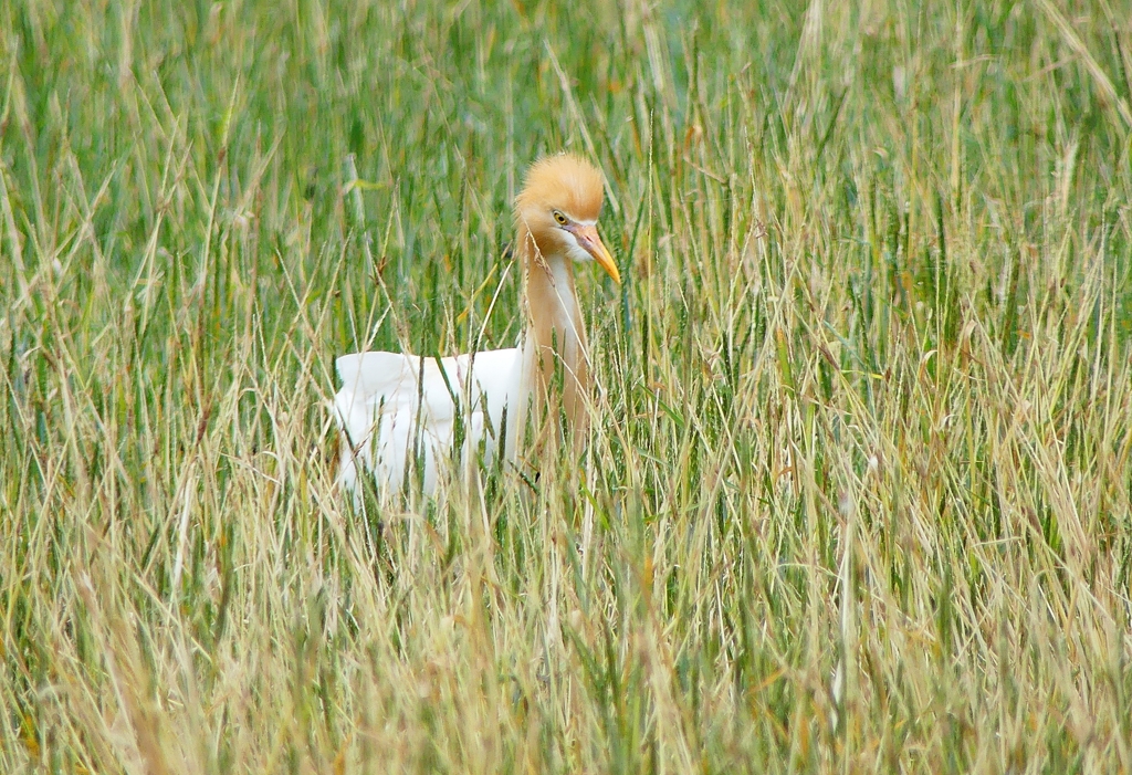 P1010609：アマサギ_R