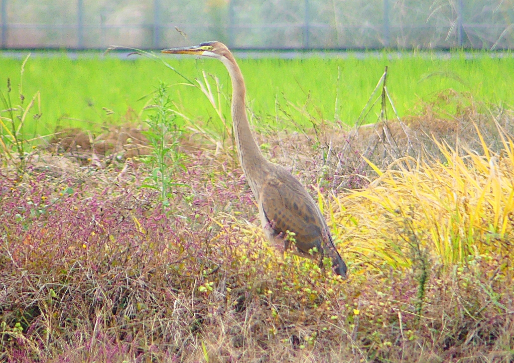 P1400541：ムラサキサギ_R