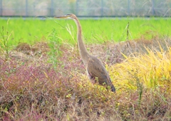 P1400541：ムラサキサギ_R