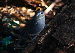 P1740683：クロジ_R