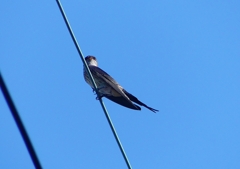 P1180516：コシアカツバメ_R