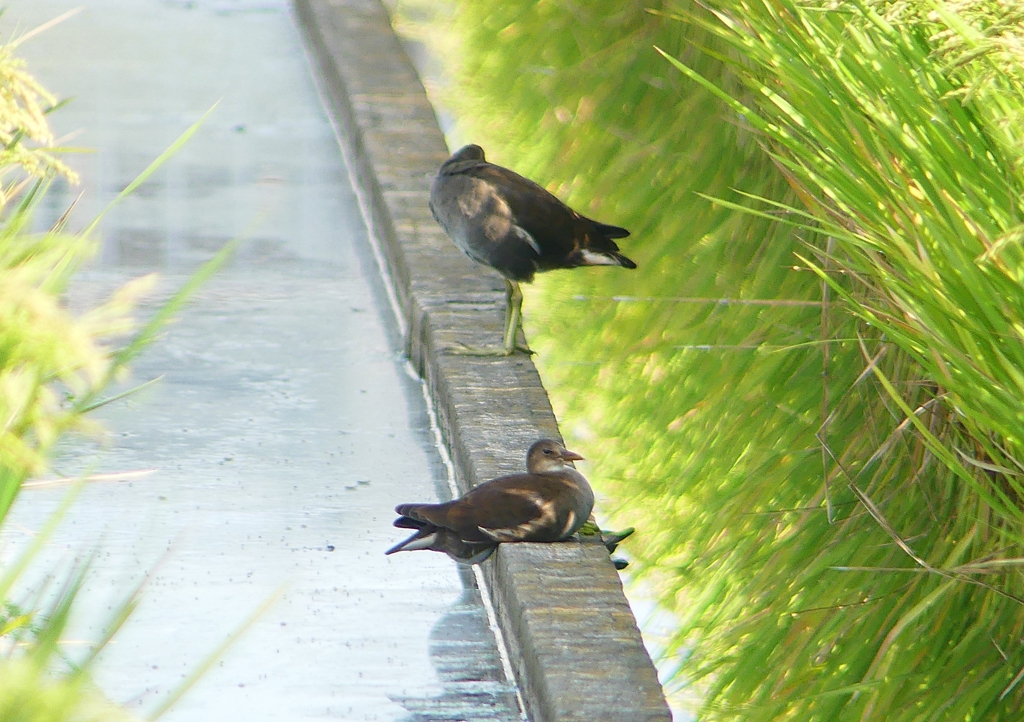 P1200426：バン_R