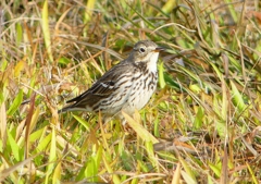 P1570200：タヒバリ_R