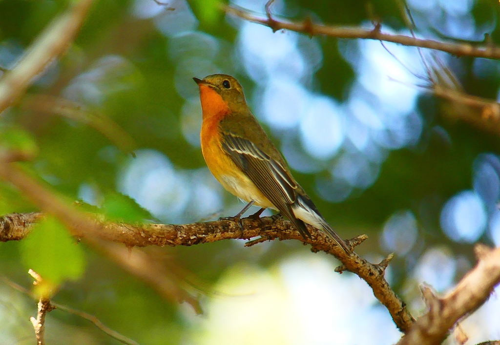 P4440777：ムギマキ（若鳥）_R