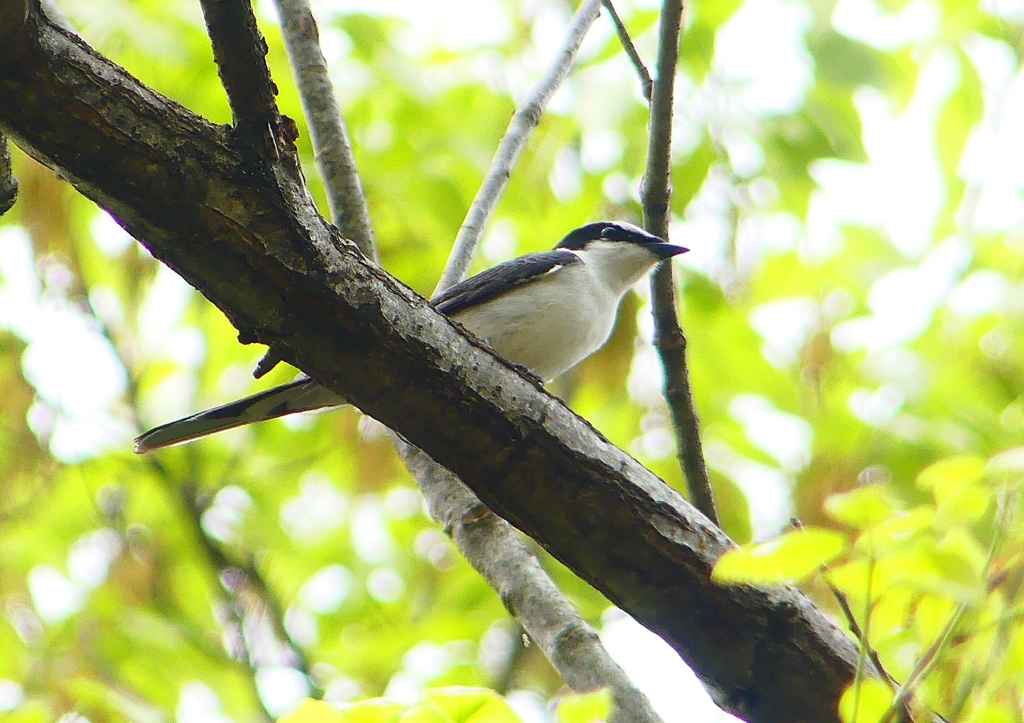 P1930855：サンショウクイ_R