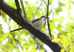P1930855：サンショウクイ_R