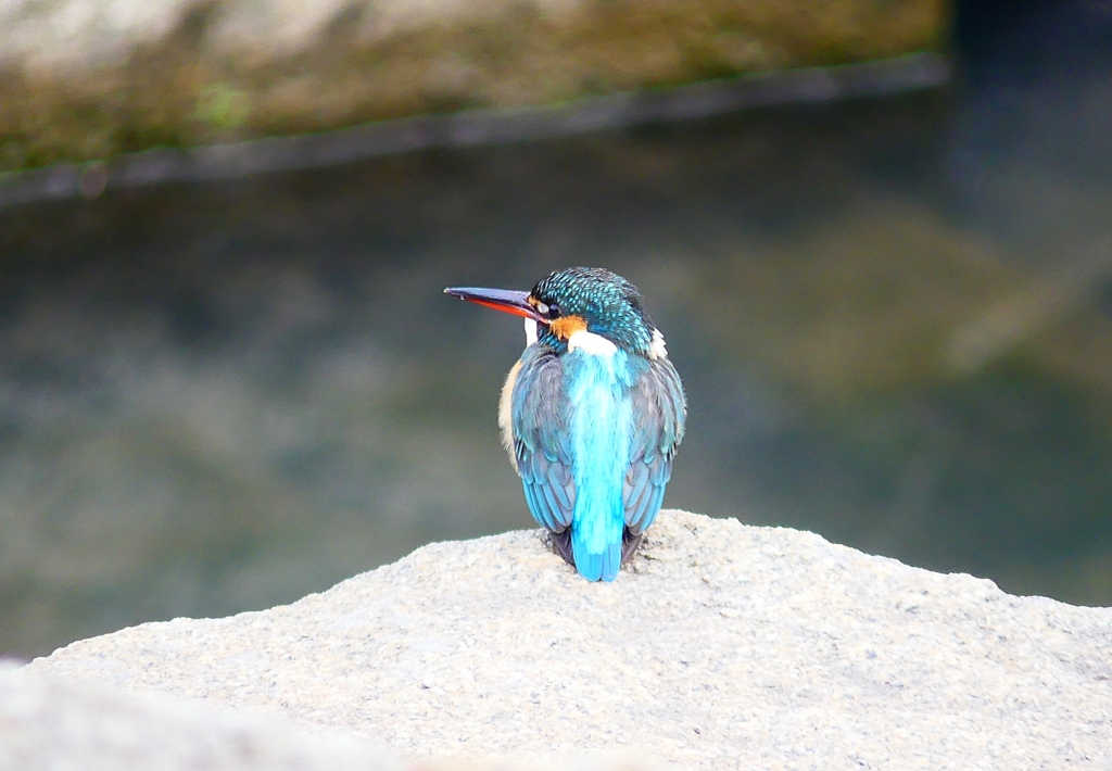 P4710342：カワセミ（メス）_R