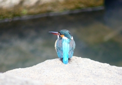 P4710342：カワセミ（メス）_R