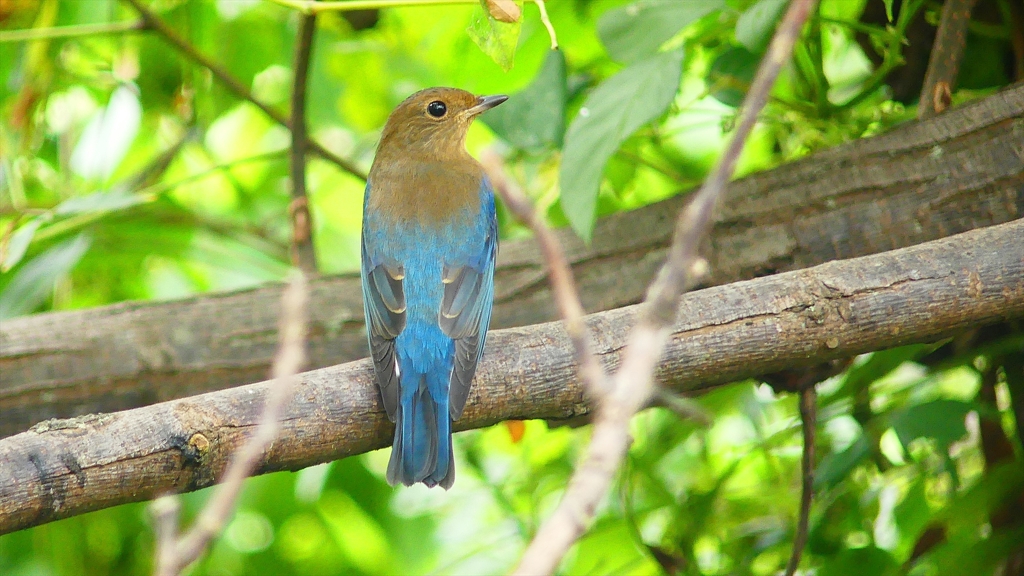 P2410603：オオルリ（オス若鳥）_R