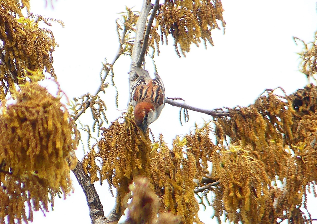 P1930817：ニュウナイスズメ_R
