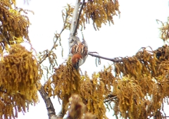 P1930817：ニュウナイスズメ_R